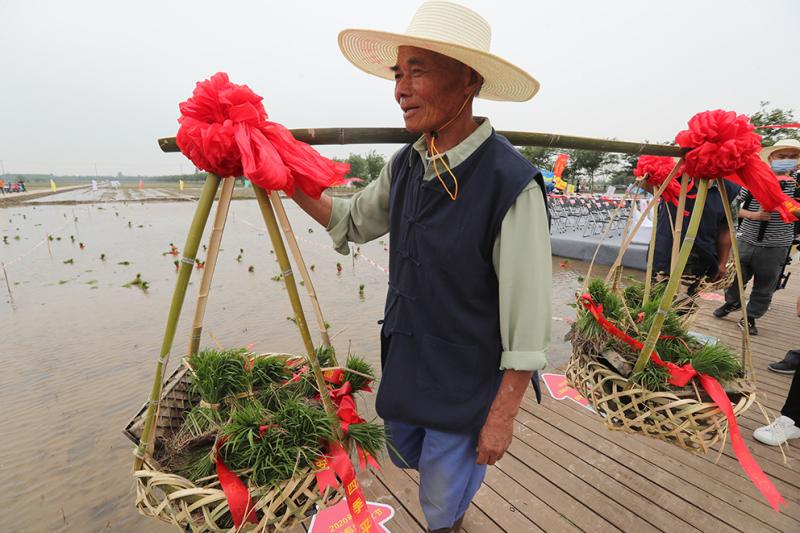 抛秧、插秧、浑水摸鱼，上海崇明新村乡玩转“稻米农耕”……