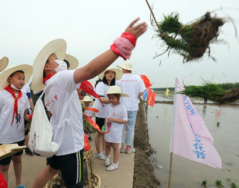 抛秧、插秧、浑水摸鱼，上海崇明新村乡玩转“稻米农耕”……